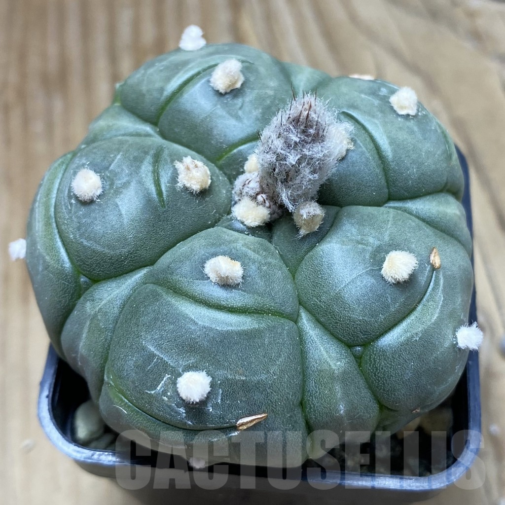 SH9741 Astrophytum asterias ‘Kikko’, 5-ribs