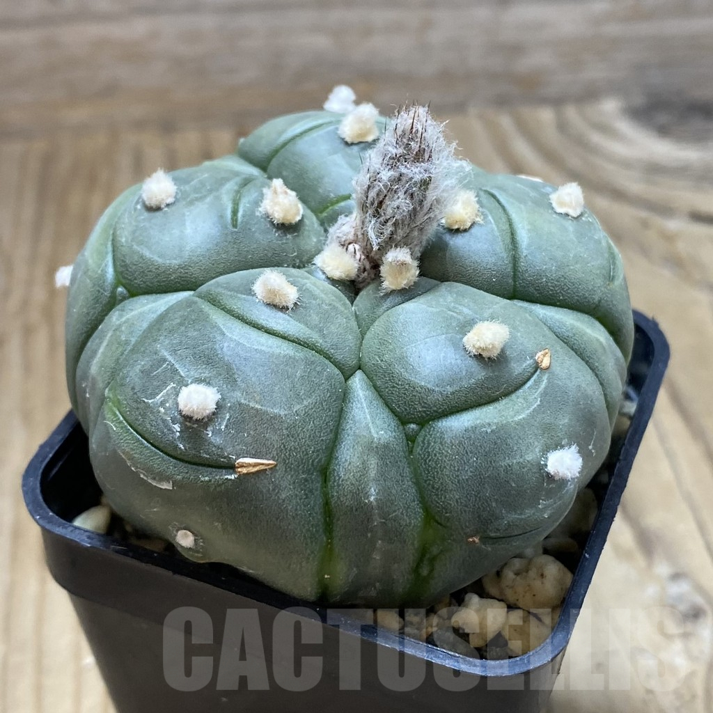 SH9741 Astrophytum asterias ‘Kikko’, 5-ribs - Image 2