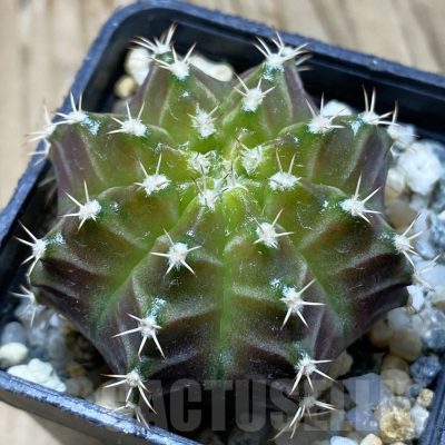 SH10932 Gymnocalycium mihanovichii 'Neon Brown', seedling
