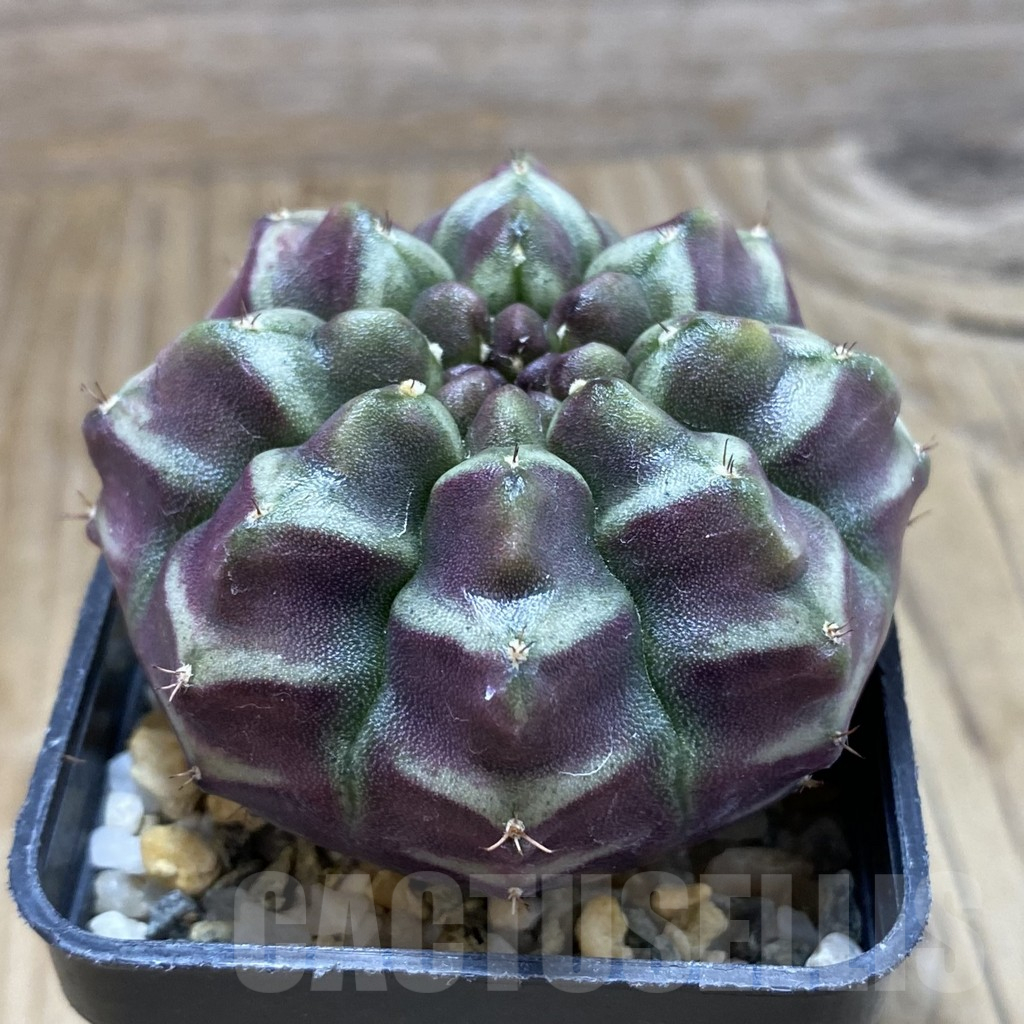 SH9320 Gymnocalycium mihanovichii ‘Day Dream’, seedling - Image 2