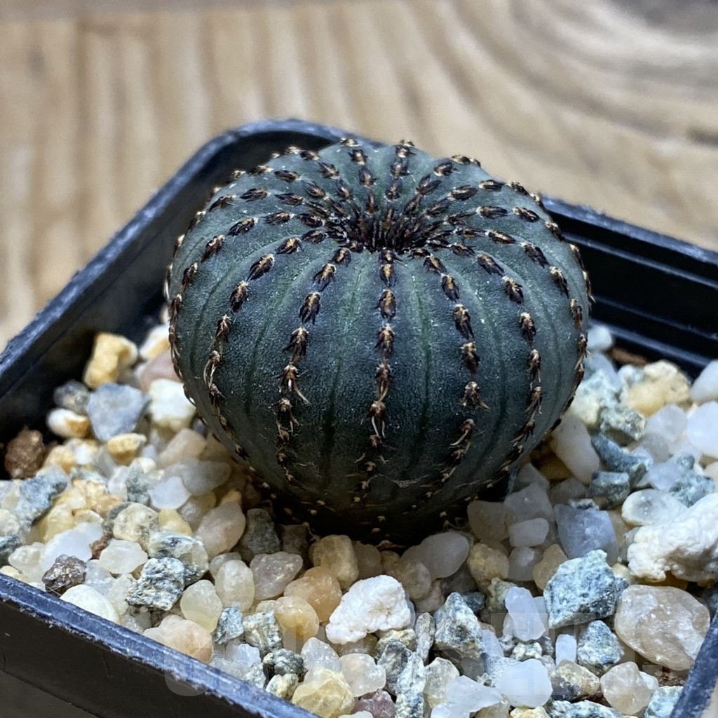 SH11333 Frailea asterioides - Image 2