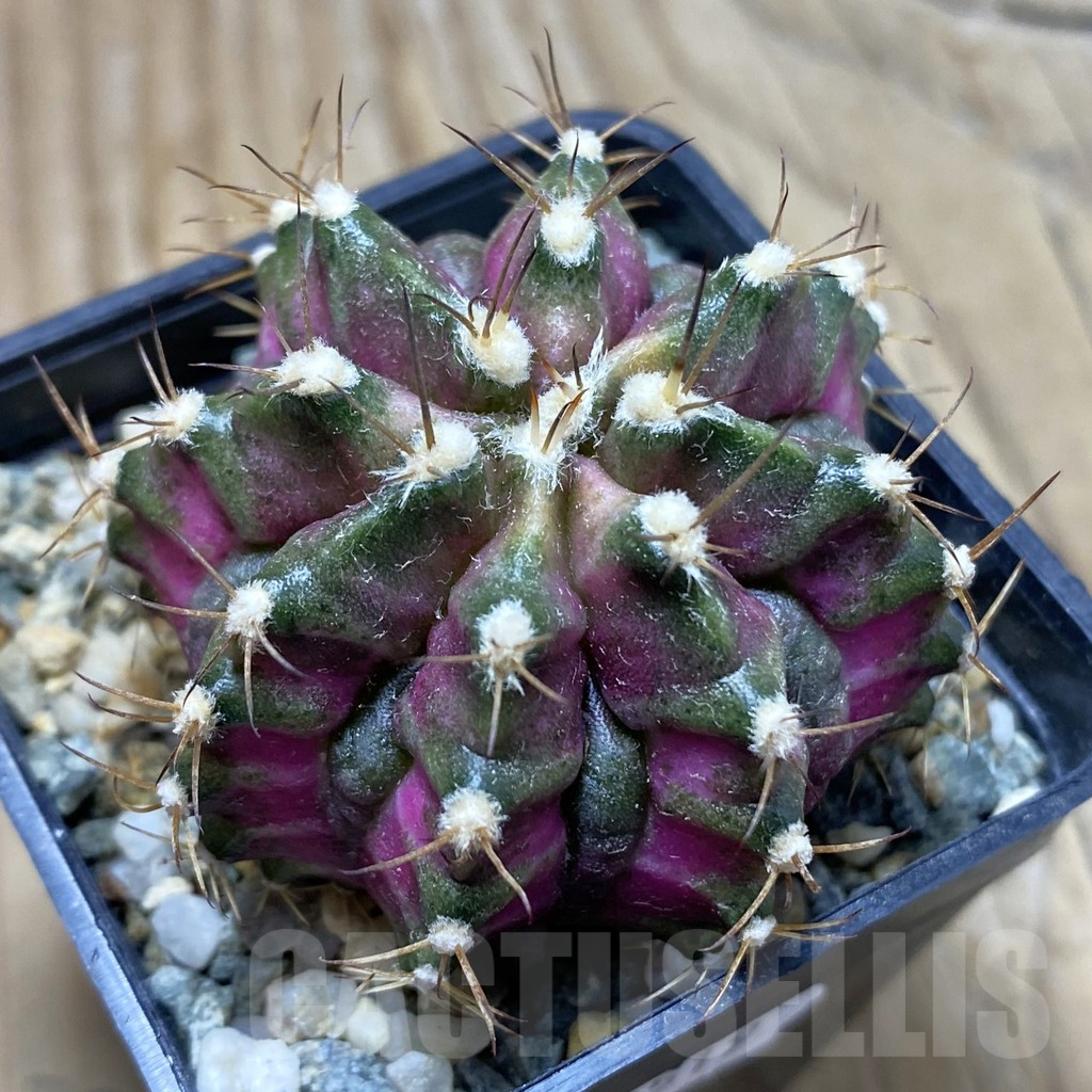 SH10519 Gymnocalycium mihanovichii 'T-Lux', seedling