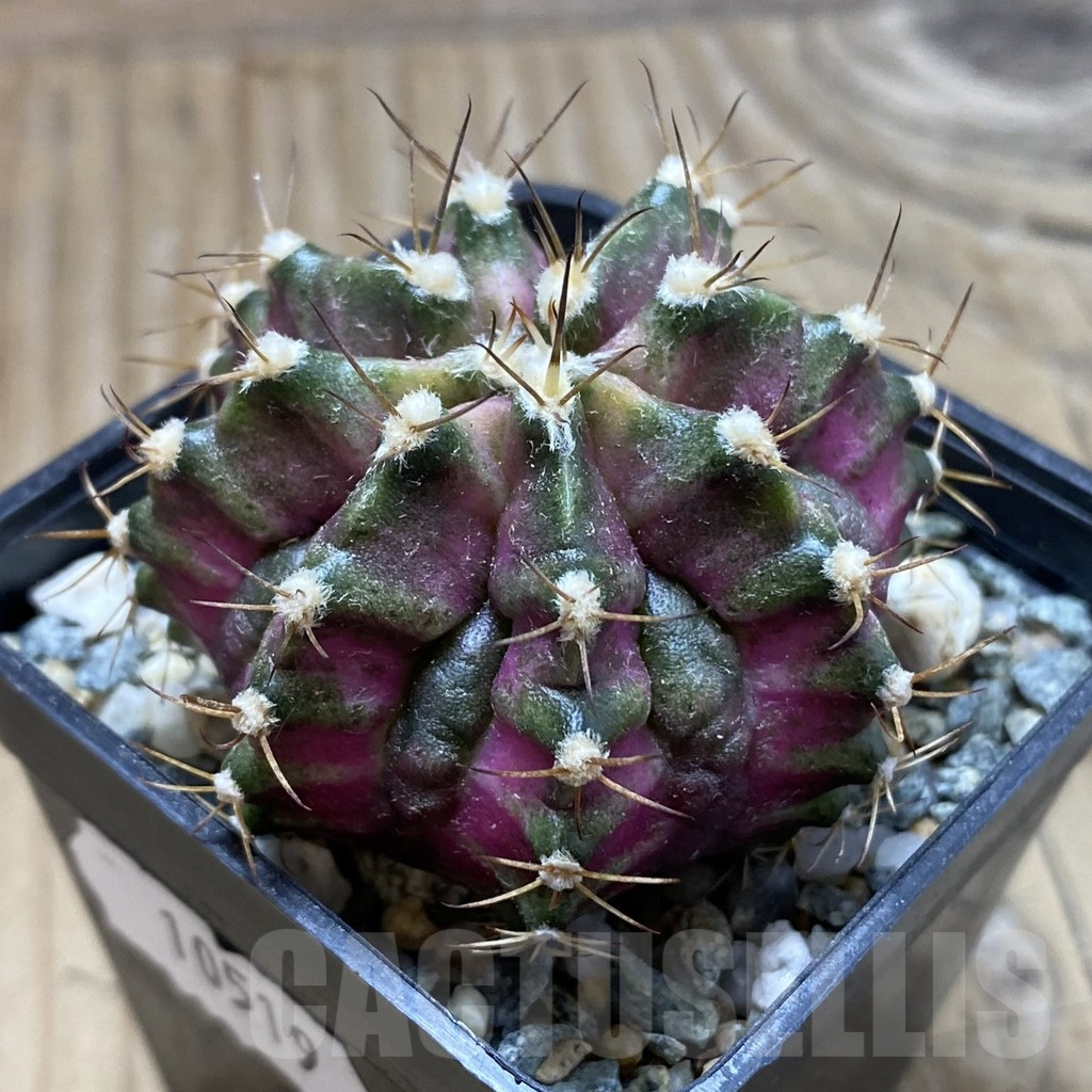 SH10519 Gymnocalycium mihanovichii 'T-Lux', seedling - Image 2