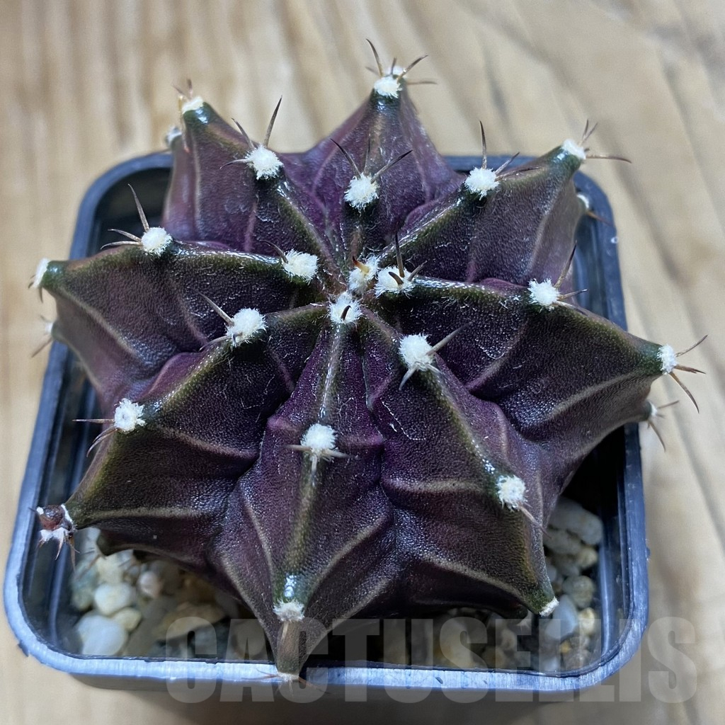 SH9855 Gymnocalycium mihanovichii ‘Black Widow’, seedling
