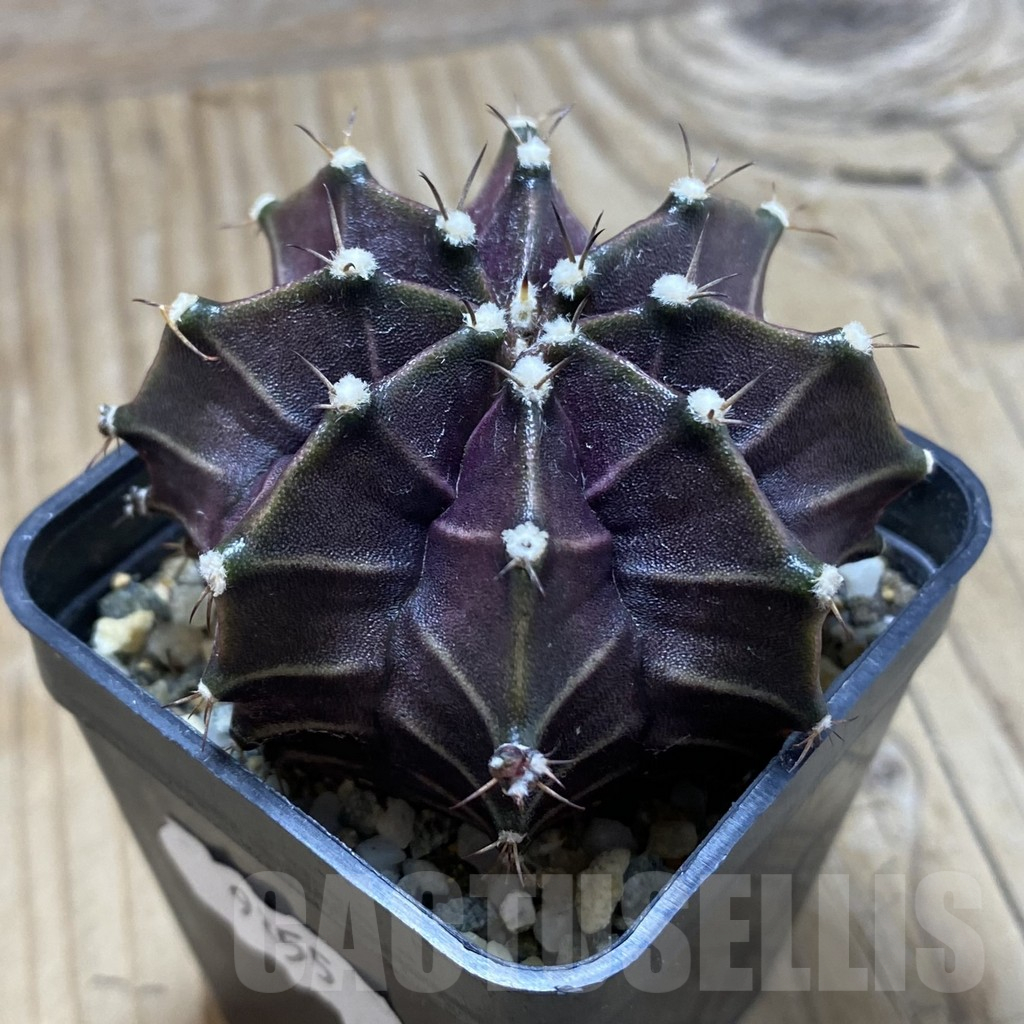 SH9855 Gymnocalycium mihanovichii ‘Black Widow’, seedling - Image 2