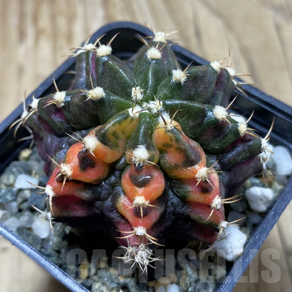 SH9856 Gymnocalycium mihanovichii ‘T-Lux’ f. variegata