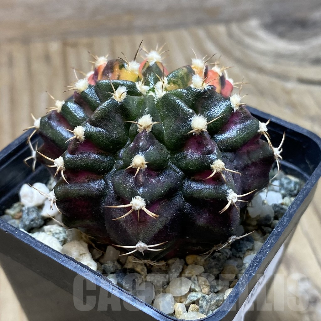 SH9856 Gymnocalycium mihanovichii ‘T-Lux’ f. variegata - Image 2
