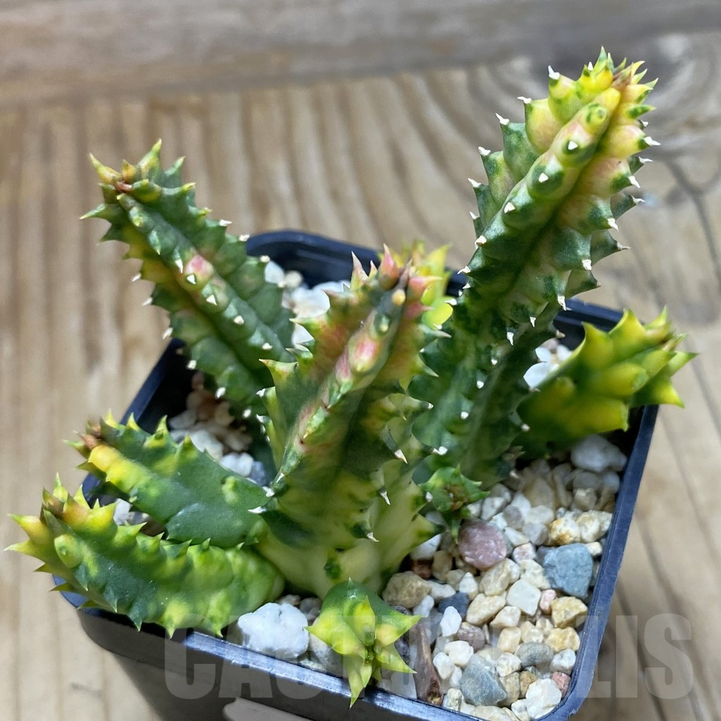 SH17304 Huernia zebrina f. variegata
