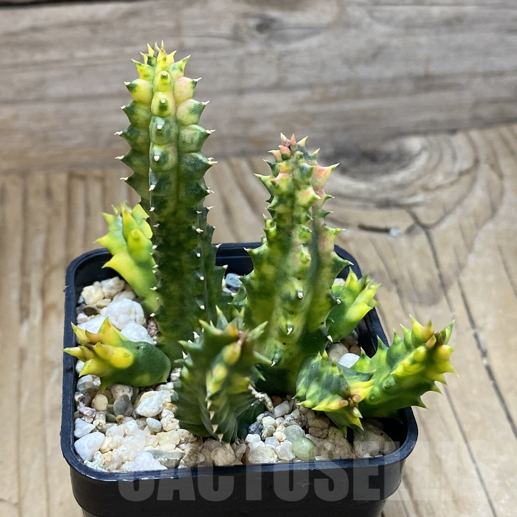 SH17304 Huernia zebrina f. variegata - Image 2