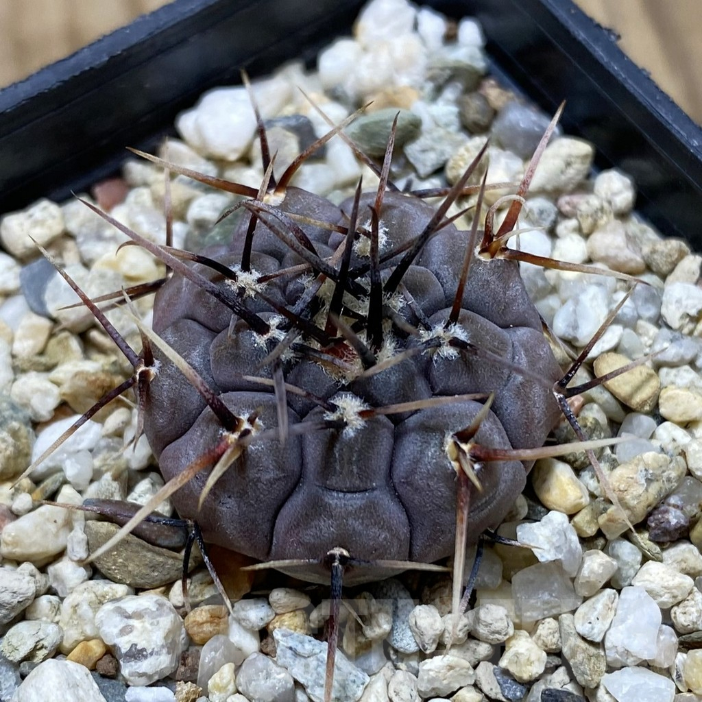 SH17263 Gymnocalycium esperanzae VG 1306