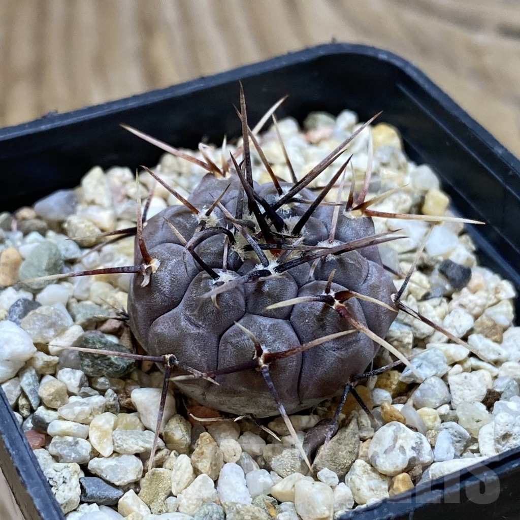 SH17263 Gymnocalycium esperanzae VG 1306 - Image 2