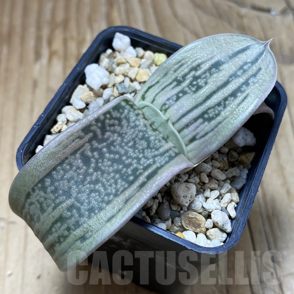 SH17309 Gasteria hybrid -Japan-