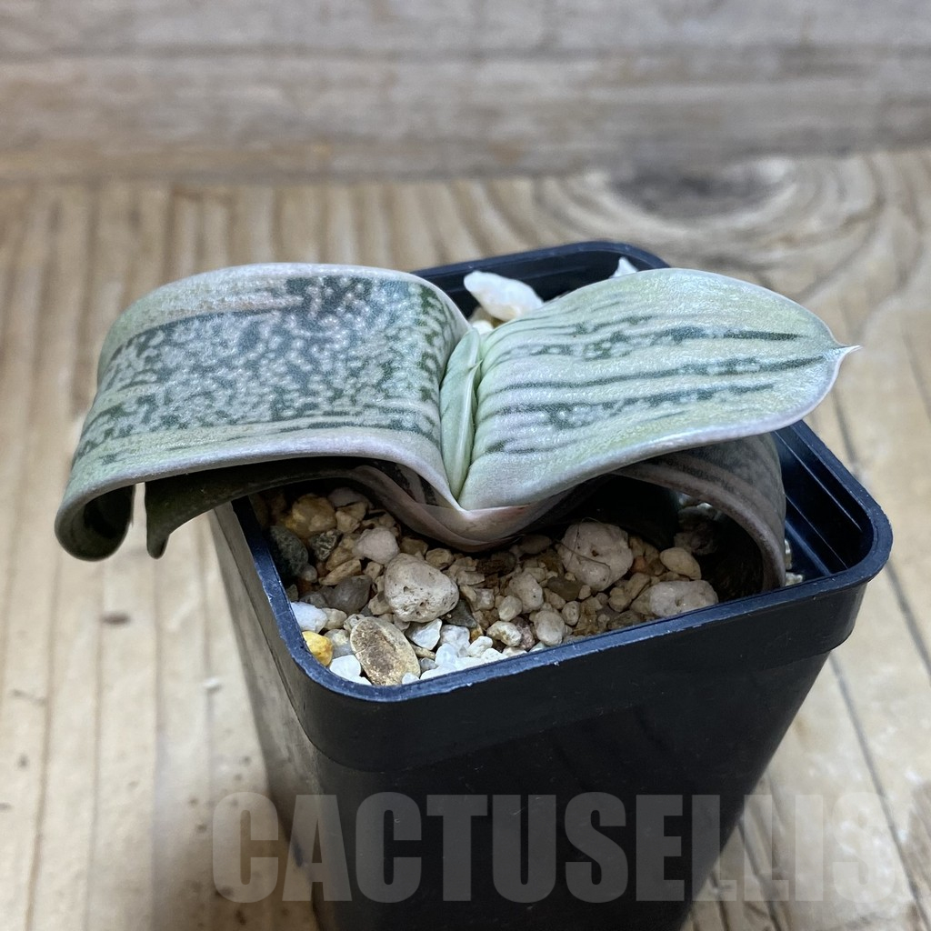 SH17309 Gasteria hybrid -Japan- - Image 2