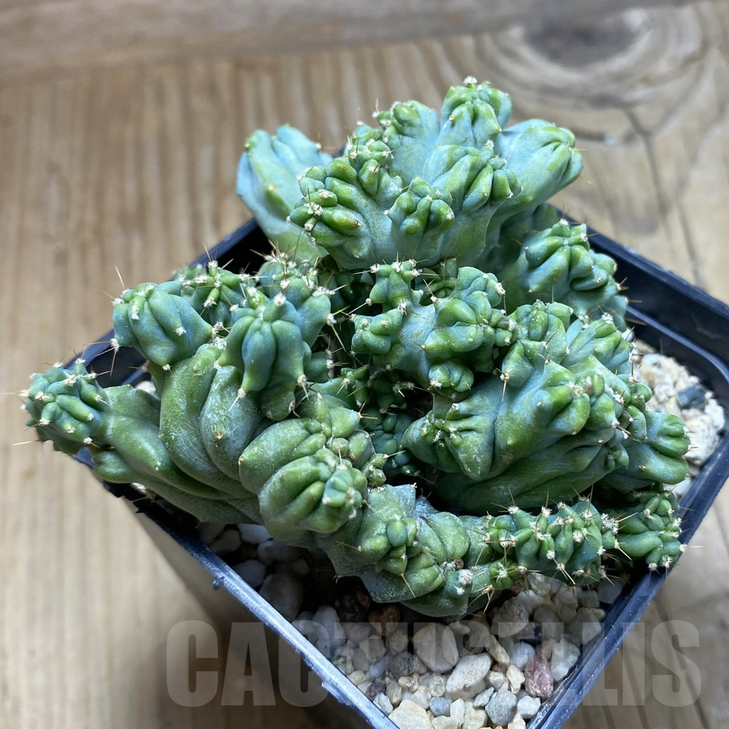 SH17312 Myrtillocactus geometrizans f. cristata