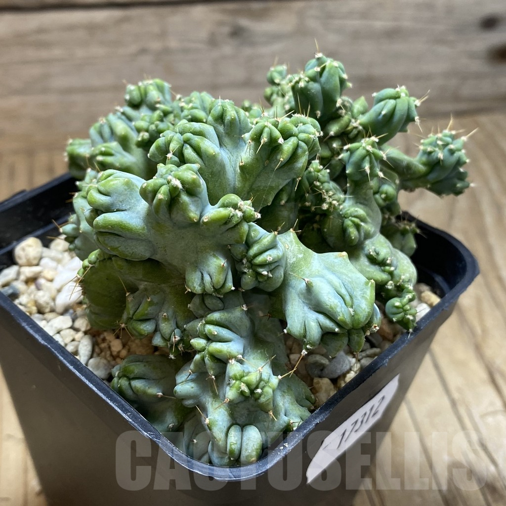 SH17312 Myrtillocactus geometrizans f. cristata - Image 2