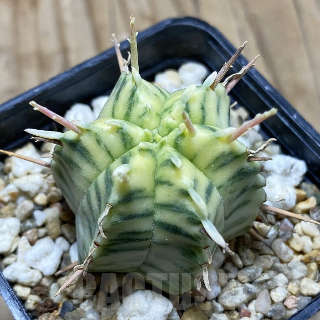 SH17313 Euphorbia meloformis f. variegata