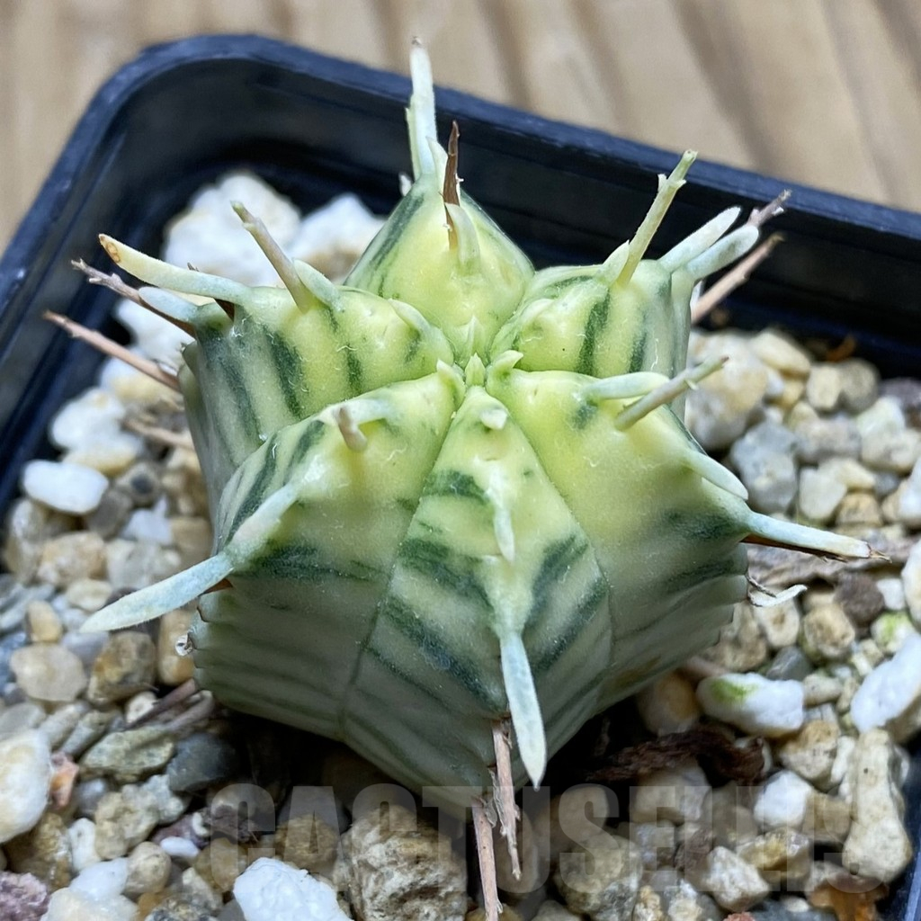 SH17314 Euphorbia meloformis f. variegata