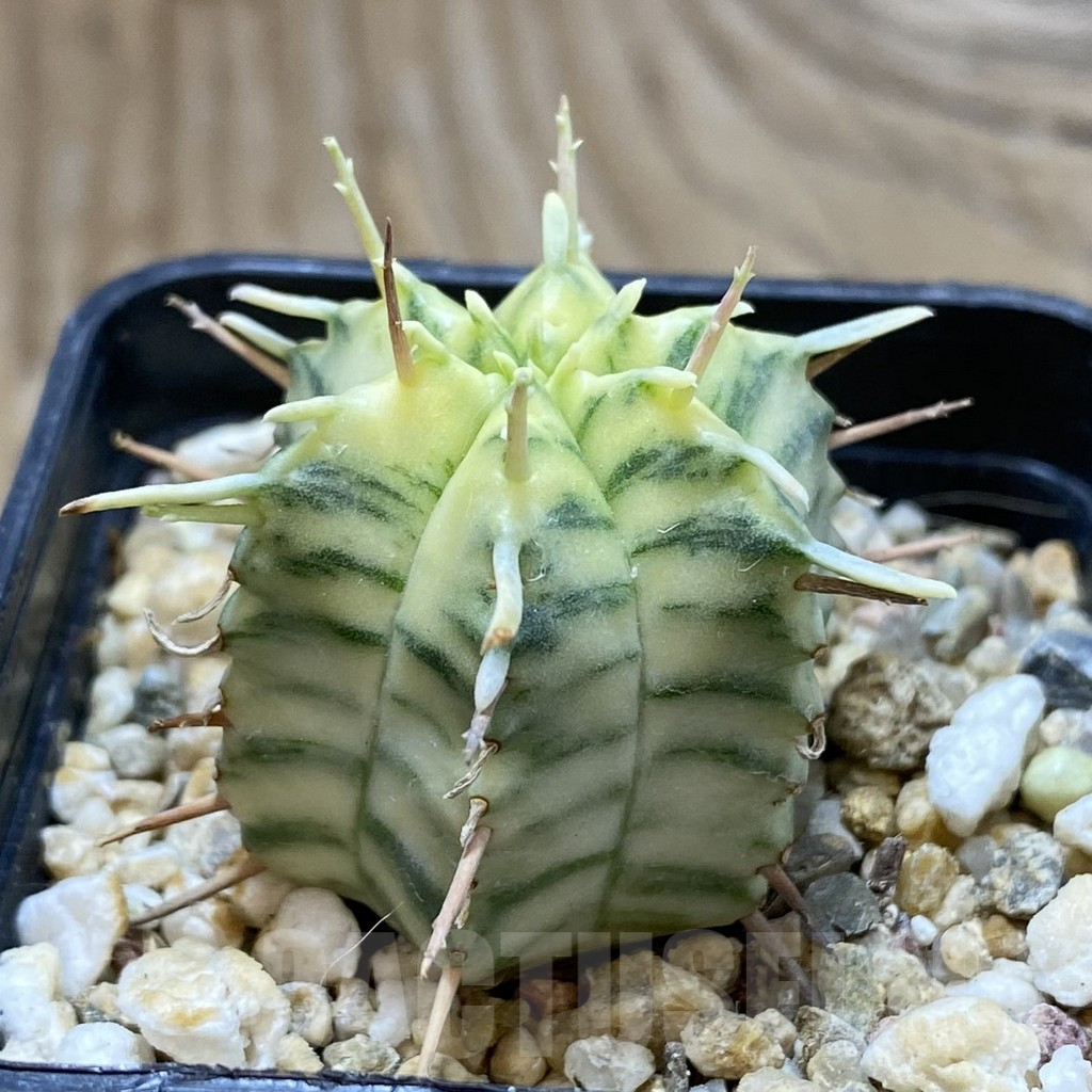 SH17314 Euphorbia meloformis f. variegata - Image 2