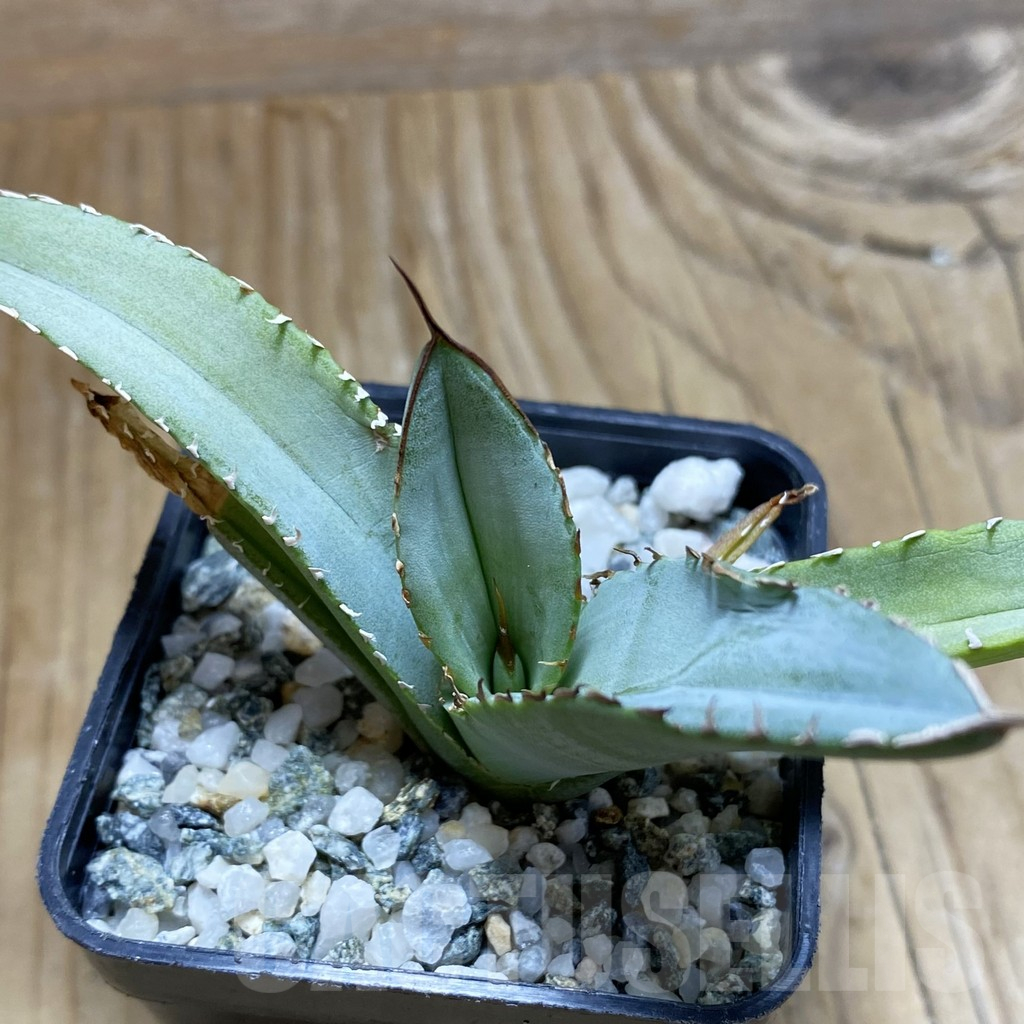 SH17322 Agave titanota ‘Blue Alabaster’