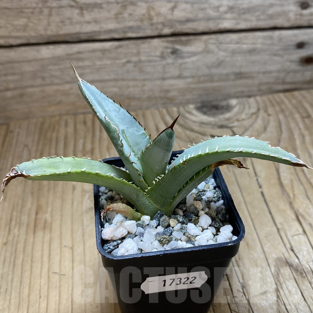 SH17322 Agave titanota ‘Blue Alabaster’ - Image 2