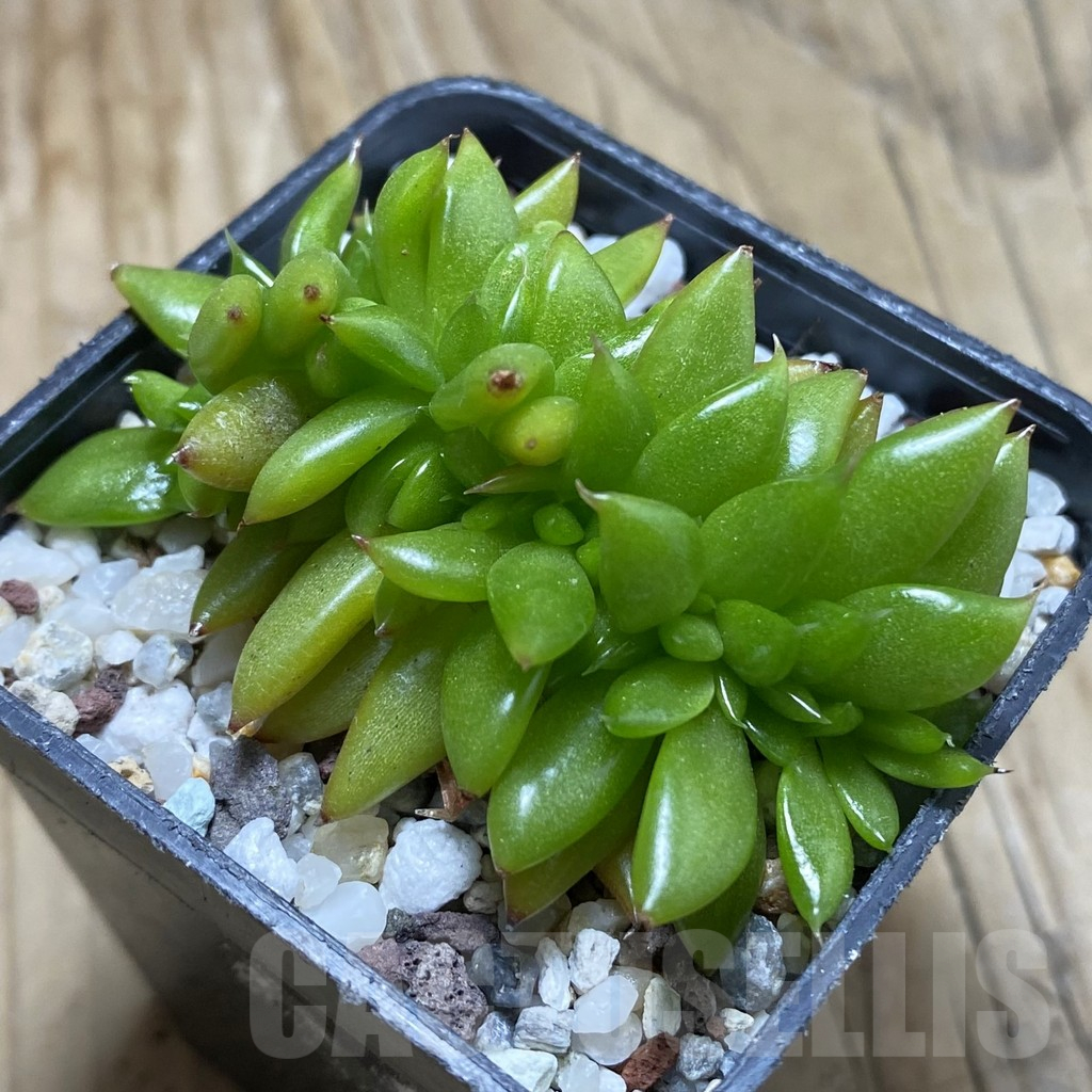 SH17326 Echeveria agavoides f. cristata - Image 2