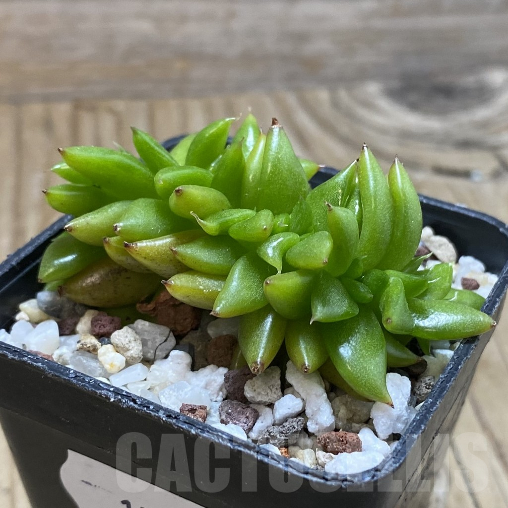 SH17326 Echeveria agavoides f. cristata - Image 3