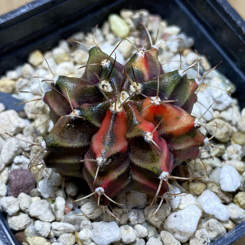SH17272 Gymnocalycium mihanovichii f. variegata