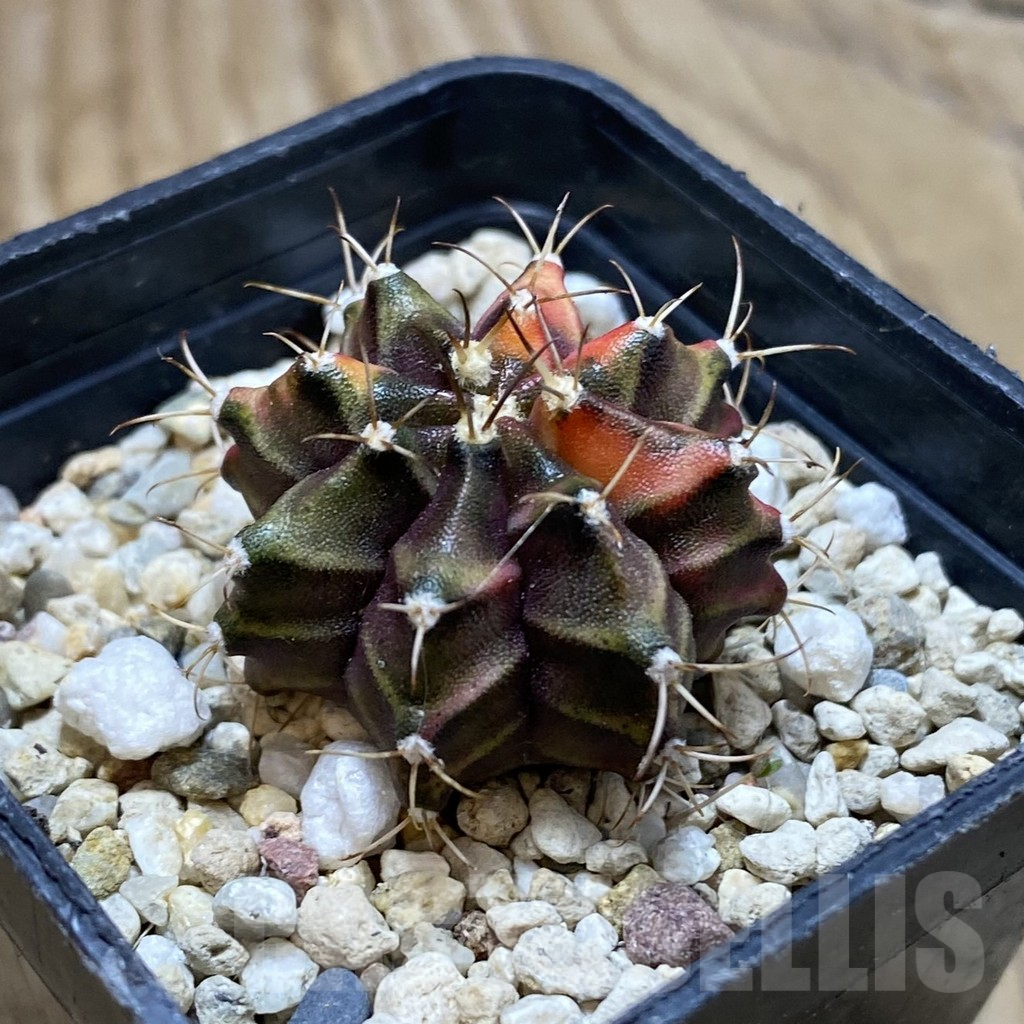 SH17272 Gymnocalycium mihanovichii f. variegata - Image 2