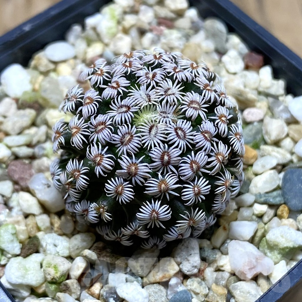 SH17283 Mammillaria hernandezii