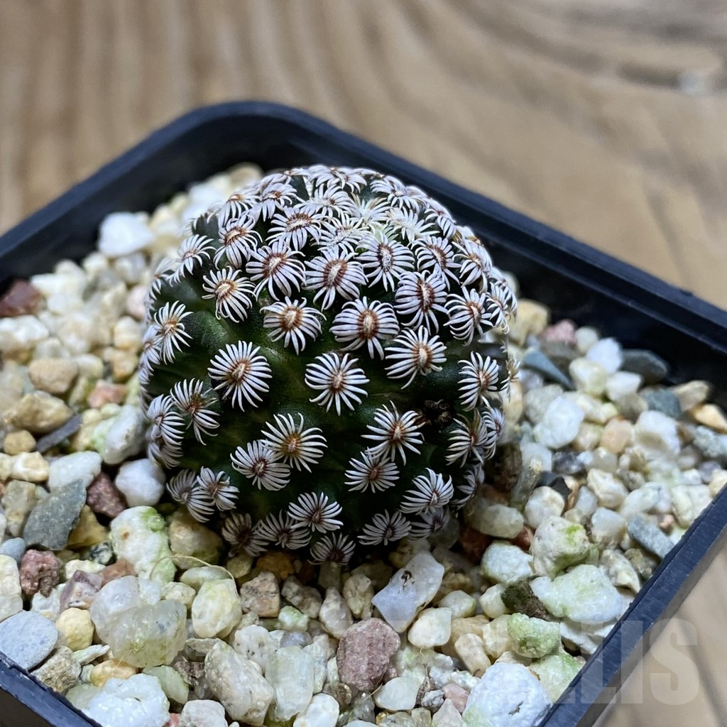SH17283 Mammillaria hernandezii - Image 2
