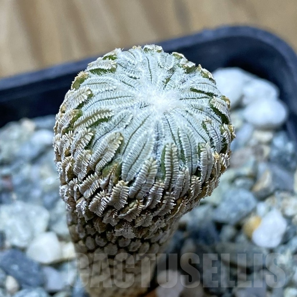 SH17288 Pelecyphora aselliformis RS 550, own roots old 8 years