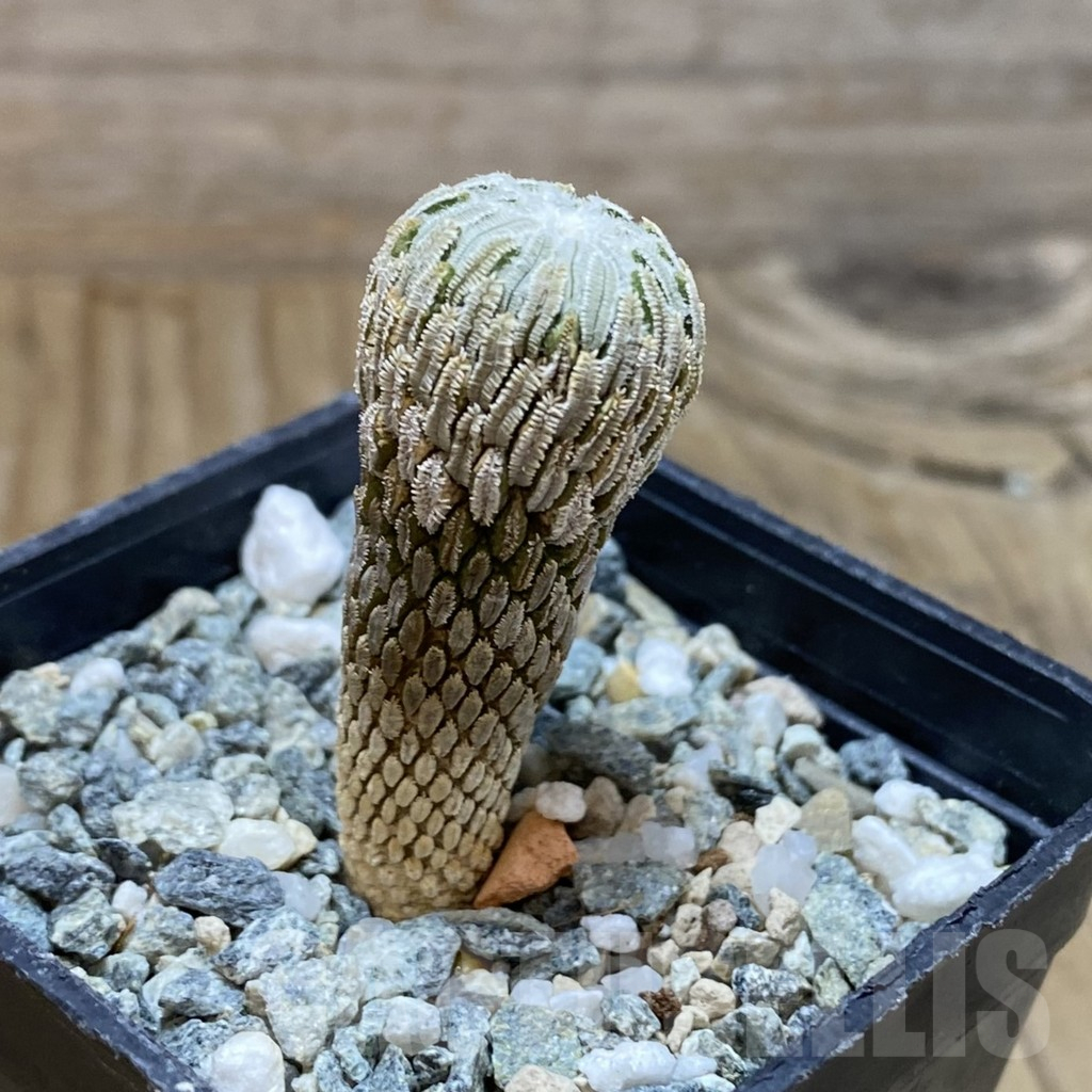 SH17288 Pelecyphora aselliformis RS 550, own roots old 8 years - Image 2
