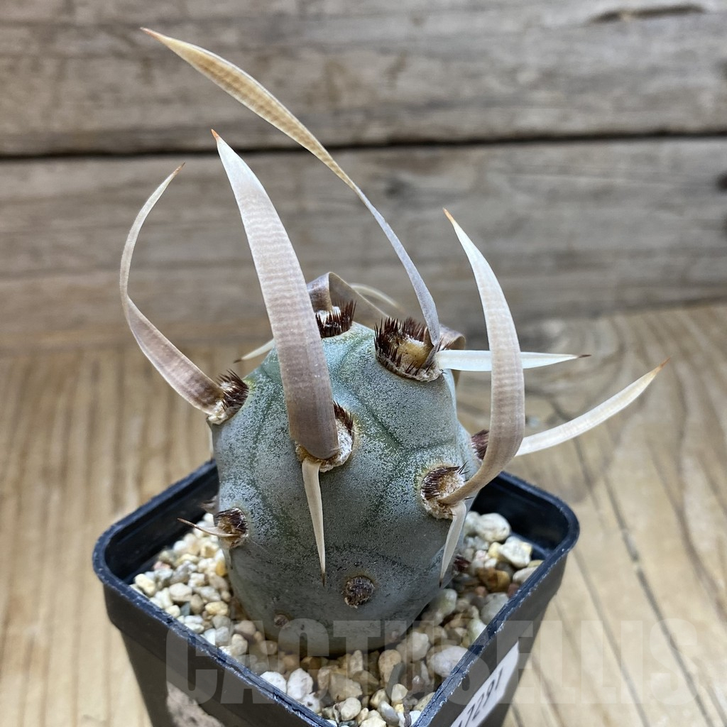 SH17291 Tephrocactus articulatus v. papyracanthus - Image 2