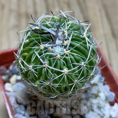SH17396 Echinofossulocactus multicostatus