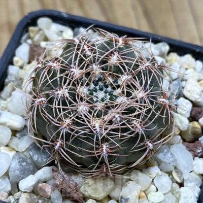 SH17438 Gymnocalycium bruchii LB 1073