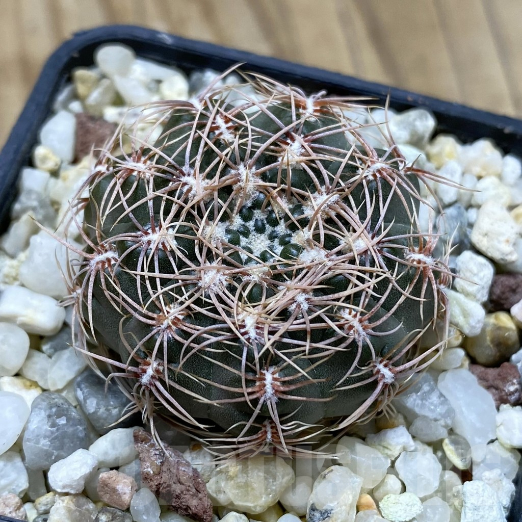 SH17438 Gymnocalycium bruchii LB 1073