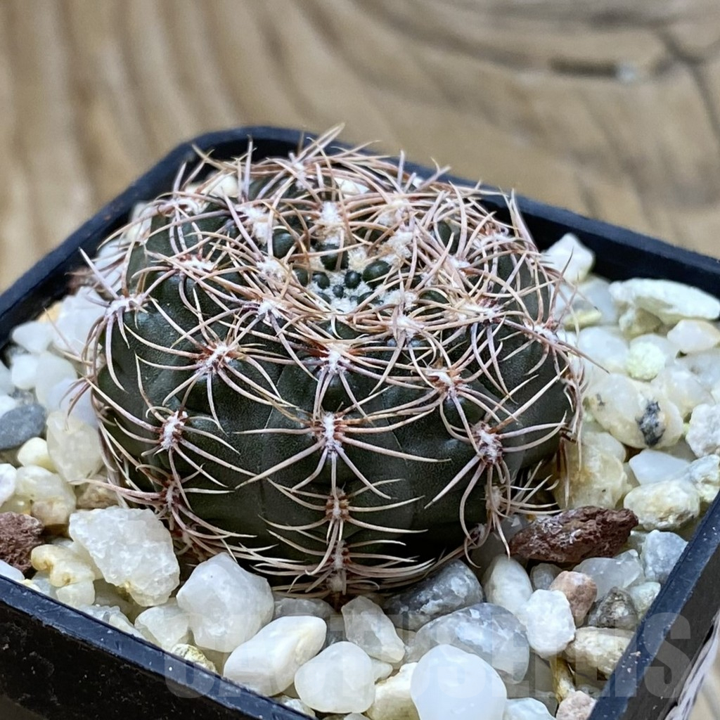 SH17438 Gymnocalycium bruchii LB 1073 - Image 2