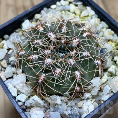 SH17439 Gymnocalycium bruchii LB 1073