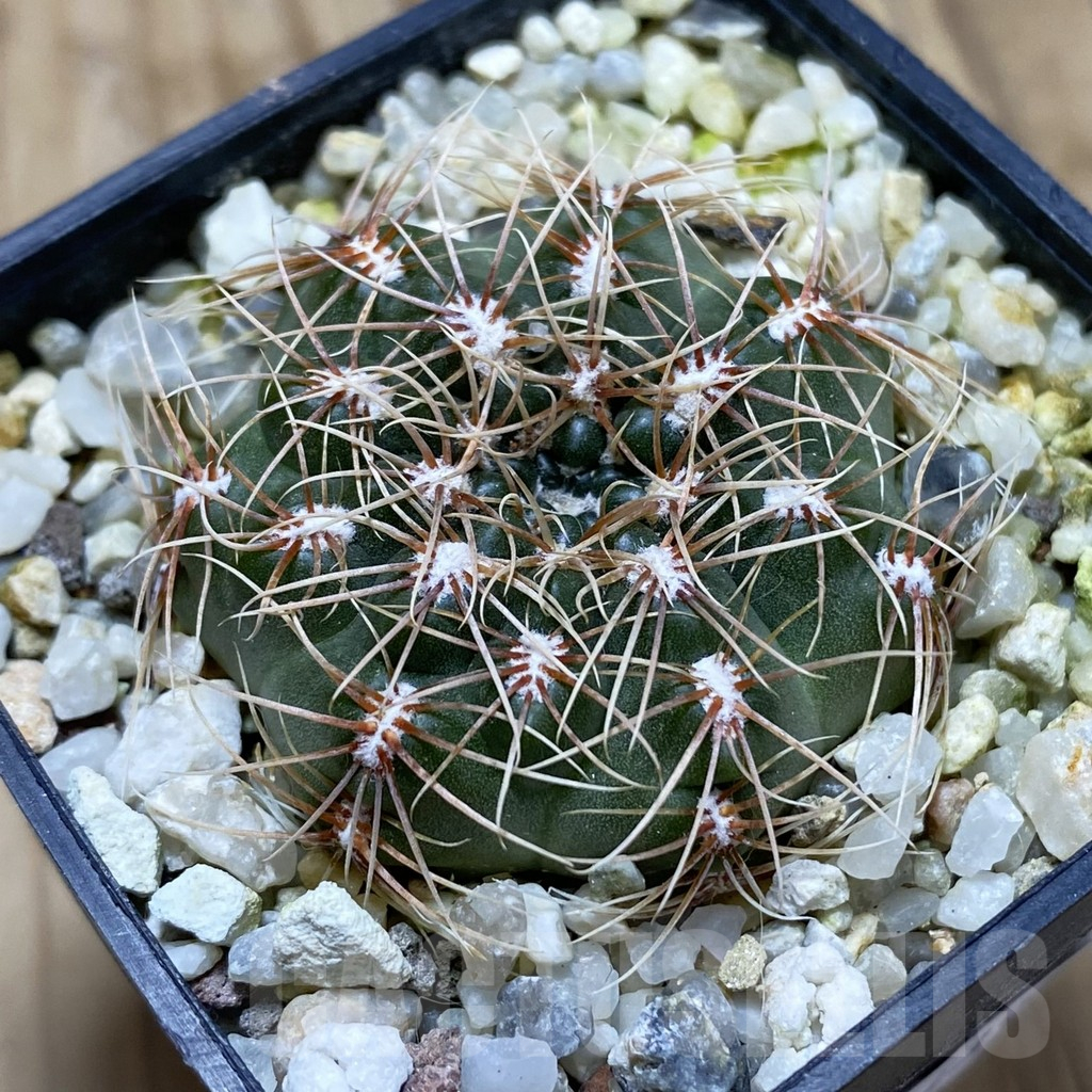 SH17439 Gymnocalycium bruchii LB 1073