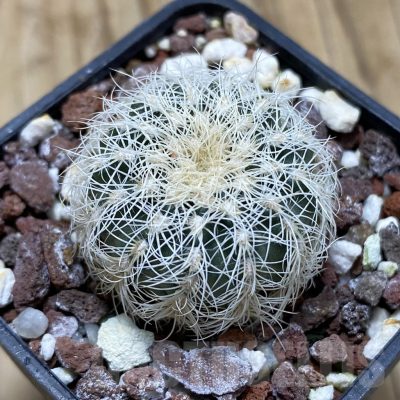 SH17446 Gymnocalycium bruchii v. albispinum