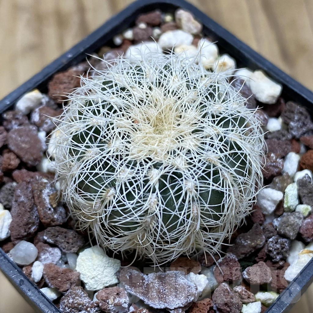 SH17446 Gymnocalycium bruchii v. albispinum