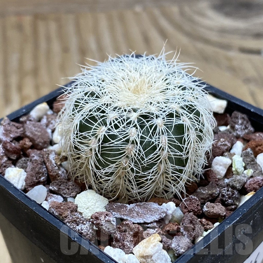 SH17446 Gymnocalycium bruchii v. albispinum - Image 2