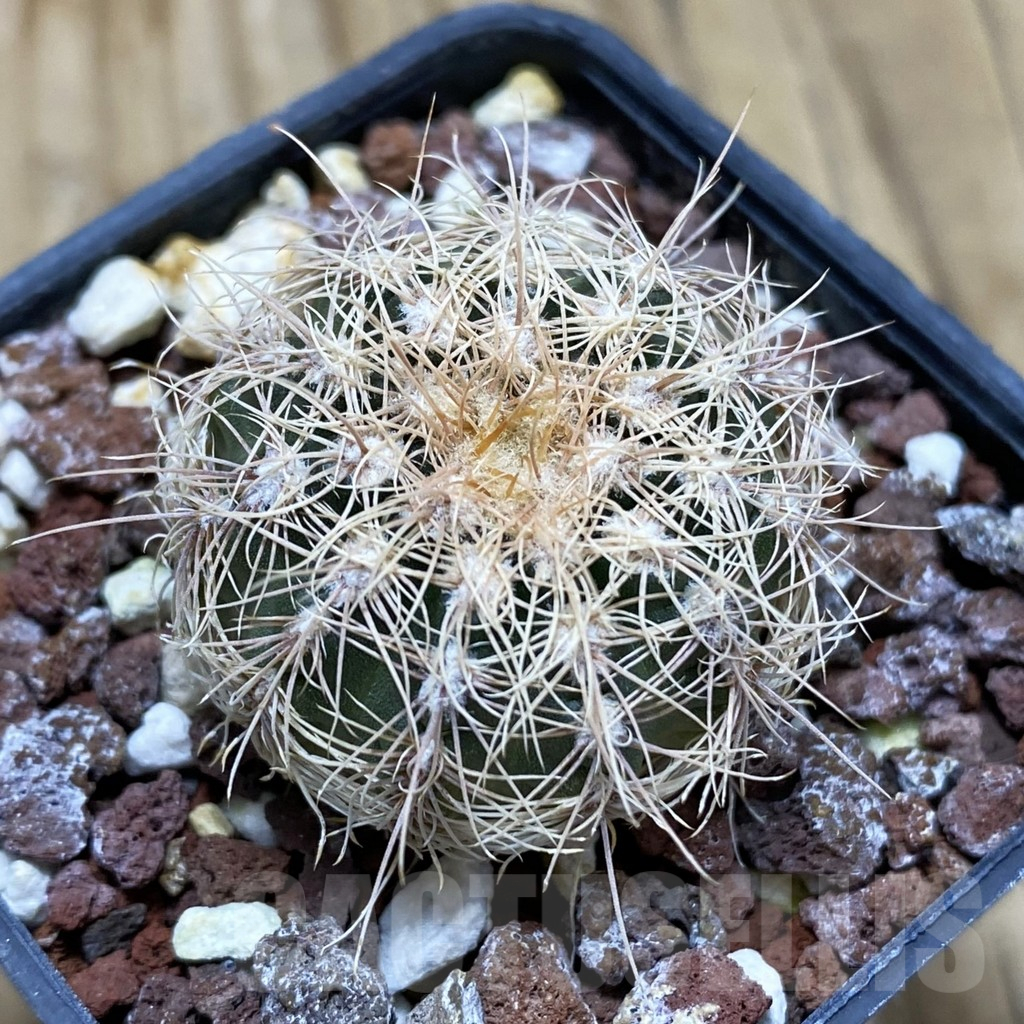 SH17448 Gymnocalycium bruchii v. hossei
