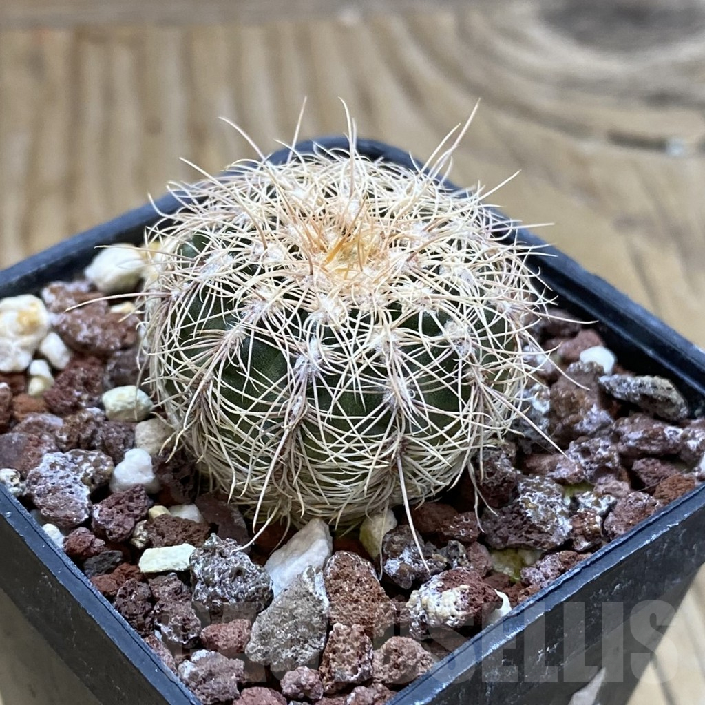 SH17448 Gymnocalycium bruchii v. hossei - Image 2
