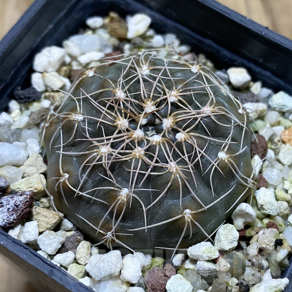 SH17451 Gymnocalycium taningaense VG 306