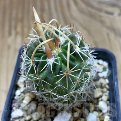 SH17398 Stenocactus erectocentrus SB1150