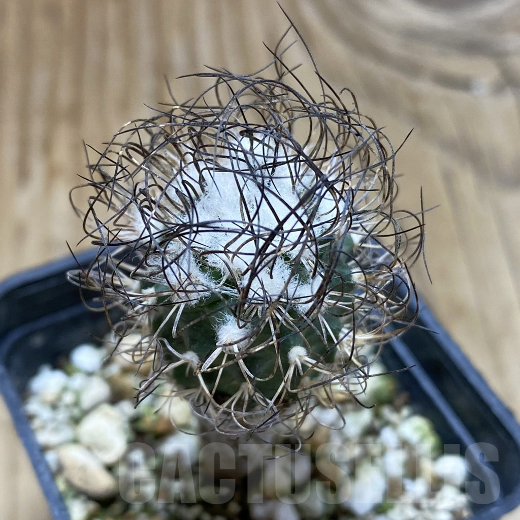 SH17402 Turbinicarpus pseudomacrochele, old 6 years