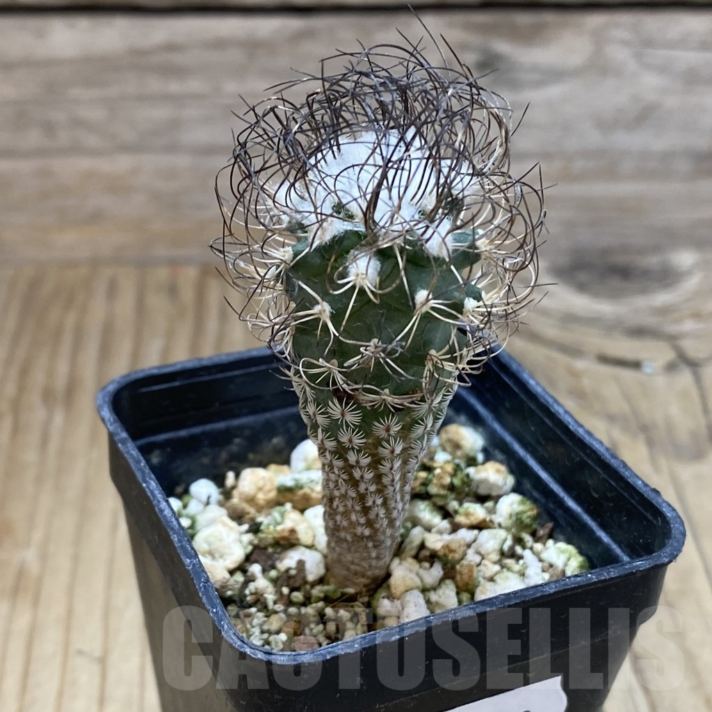 SH17402 Turbinicarpus pseudomacrochele, old 6 years - Image 2