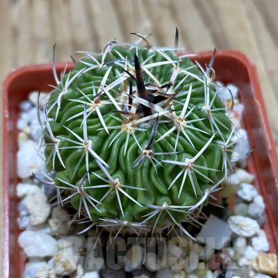 SH17395 Echinofossulocactus multicostatus