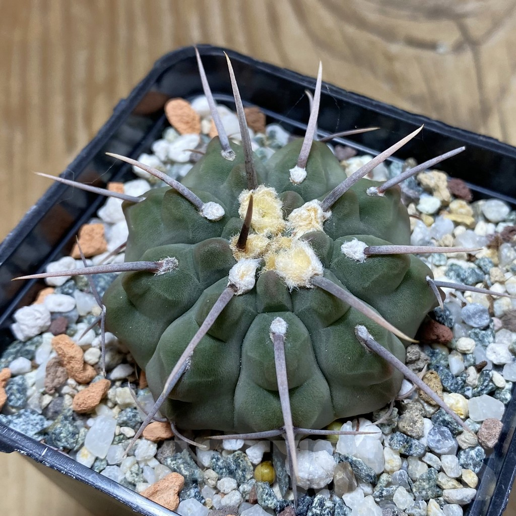 SH17419 Gymnocalycium vatteri, selection , old 6 years